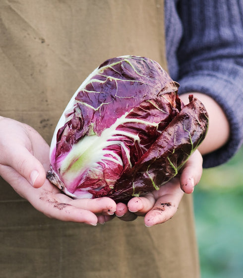 Radicchio Rosso Di Verona